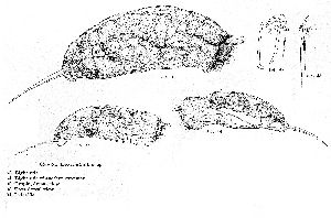 Jennings, H S (1903): Bulletin of the United States Fish Commission 22 (for 1902) p.318, pl.4, figs.40-44